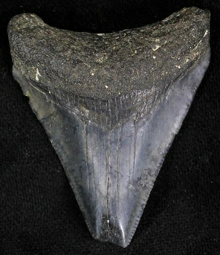 Bargain Juvenile Megalodon Tooth - Florida #21182